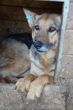 ALIA, Hund, Deutscher Schäferhund-Mix in Rumänien - Bild 2