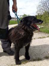 TIBORC, Hund, Mischlingshund in Ungarn - Bild 8