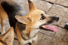 KIMIJA, Hund, Mischlingshund in Brekendorf - Bild 4