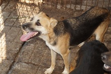 KIMIJA, Hund, Mischlingshund in Brekendorf - Bild 5