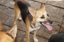 KIMIJA, Hund, Mischlingshund in Brekendorf - Bild 8