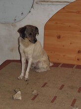 WILLI, Hund, Mischlingshund in Fröhnd - Bild 22