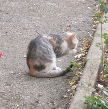 EIRA, Katze, Hauskatze in Bulgarien - Bild 5