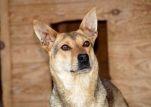 LEELA, Hund, Mischlingshund in Rumänien - Bild 1