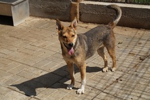 LEELA, Hund, Mischlingshund in Rumänien - Bild 10