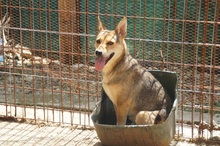 LEELA, Hund, Mischlingshund in Rumänien - Bild 11