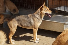 LEELA, Hund, Mischlingshund in Rumänien - Bild 12