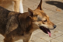LEELA, Hund, Mischlingshund in Rumänien - Bild 13