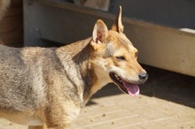 LEELA, Hund, Mischlingshund in Rumänien - Bild 14