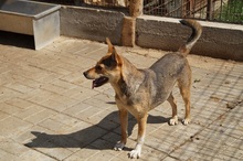 LEELA, Hund, Mischlingshund in Rumänien - Bild 15
