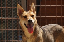 LEELA, Hund, Mischlingshund in Rumänien - Bild 2