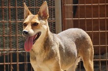 LEELA, Hund, Mischlingshund in Rumänien - Bild 3