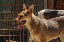 LEELA, Hund, Mischlingshund in Rumänien - Bild 4