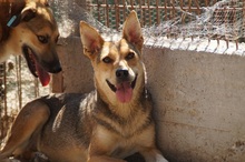 LEELA, Hund, Mischlingshund in Rumänien - Bild 5