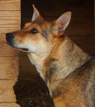LEELA, Hund, Mischlingshund in Rumänien - Bild 6