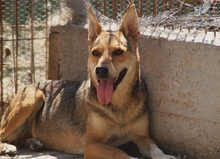 LEELA, Hund, Mischlingshund in Rumänien - Bild 7