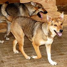 LEELA, Hund, Mischlingshund in Rumänien - Bild 8