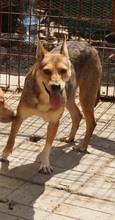 LEELA, Hund, Mischlingshund in Rumänien - Bild 9