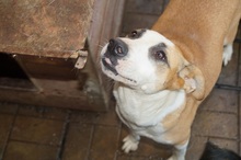 HILTJA, Hund, Staffordshire Bull Terrier-Mix in Rumänien - Bild 1