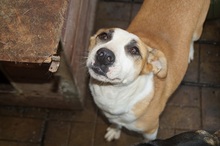 HILTJA, Hund, Staffordshire Bull Terrier-Mix in Rumänien - Bild 2