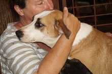 HILTJA, Hund, Staffordshire Bull Terrier-Mix in Rumänien - Bild 3