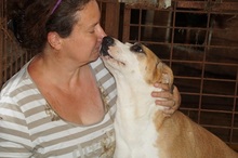 HILTJA, Hund, Staffordshire Bull Terrier-Mix in Rumänien - Bild 4