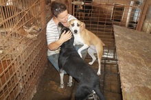 HILTJA, Hund, Staffordshire Bull Terrier-Mix in Rumänien - Bild 5