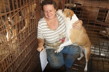 HILTJA, Hund, Staffordshire Bull Terrier-Mix in Rumänien - Bild 6