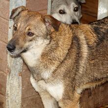 GOLDI, Hund, Mischlingshund in Rumänien - Bild 1