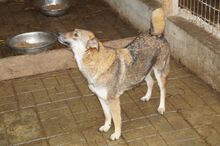 GOLDI, Hund, Mischlingshund in Rumänien - Bild 2