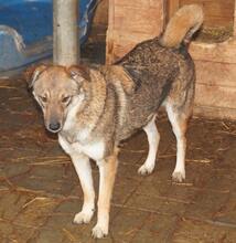 GOLDI, Hund, Mischlingshund in Rumänien - Bild 3