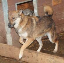 GOLDI, Hund, Mischlingshund in Rumänien - Bild 4