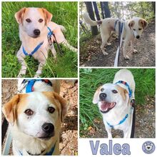 VALEA, Hund, Mischlingshund in Rumänien - Bild 1