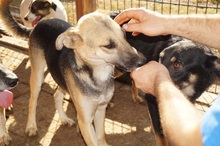 TORRY, Hund, Mischlingshund in Rumänien - Bild 10