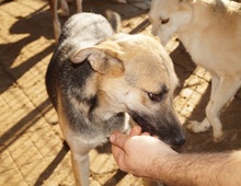 TORRY, Hund, Mischlingshund in Rumänien - Bild 11