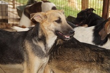 TORRY, Hund, Mischlingshund in Rumänien - Bild 2