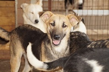 TORRY, Hund, Mischlingshund in Rumänien - Bild 4