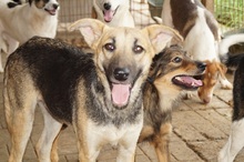 TORRY, Hund, Mischlingshund in Rumänien - Bild 5