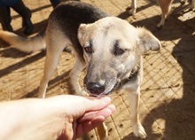 TORRY, Hund, Mischlingshund in Rumänien - Bild 7