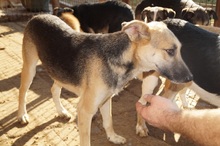 TORRY, Hund, Mischlingshund in Rumänien - Bild 8