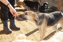 TORRY, Hund, Mischlingshund in Rumänien - Bild 9