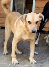 CRUSTY, Hund, Mischlingshund in Rumänien - Bild 1