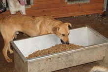 CRUSTY, Hund, Mischlingshund in Rumänien - Bild 10