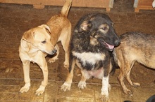 CRUSTY, Hund, Mischlingshund in Rumänien - Bild 11