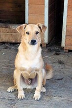 CRUSTY, Hund, Mischlingshund in Rumänien - Bild 3
