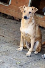 CRUSTY, Hund, Mischlingshund in Rumänien - Bild 4