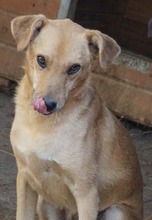 CRUSTY, Hund, Mischlingshund in Rumänien - Bild 5