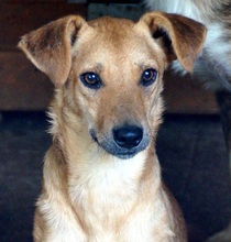 CRUSTY, Hund, Mischlingshund in Rumänien - Bild 6