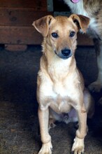 CRUSTY, Hund, Mischlingshund in Rumänien - Bild 7