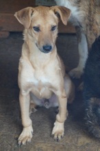 CRUSTY, Hund, Mischlingshund in Rumänien - Bild 8